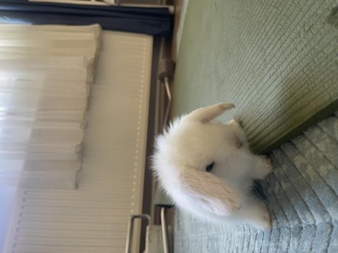 Beyaz Hollanda Lop Tavşanı