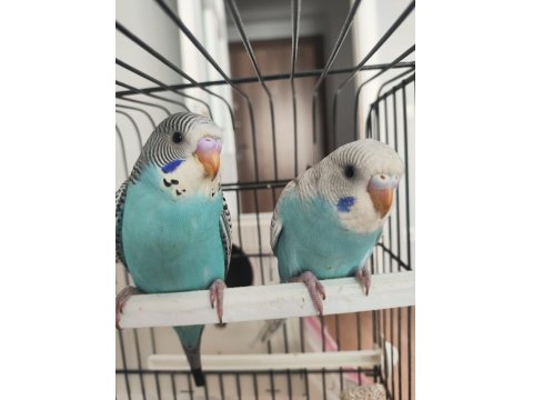 Yavru Muhabbet Kuşlar