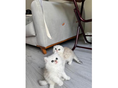 Yeni Yuvasına Gitmeye Hazır Kedilerimiz