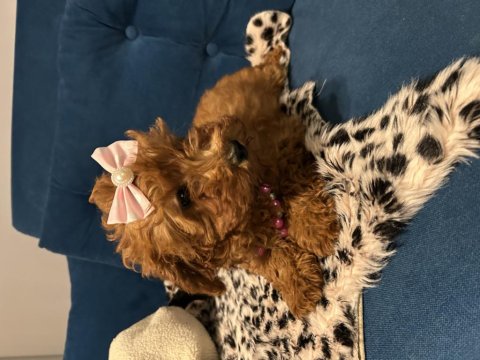 Toy Poodle Bebişler