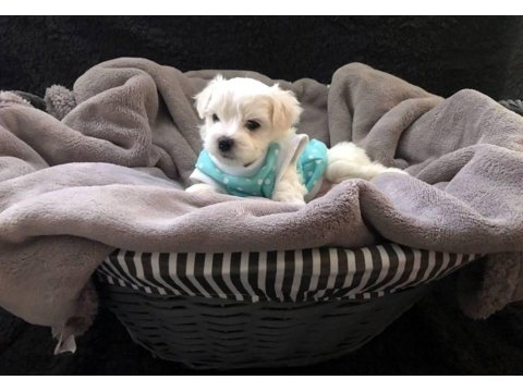 Irk Garantili Maltese Yavruları