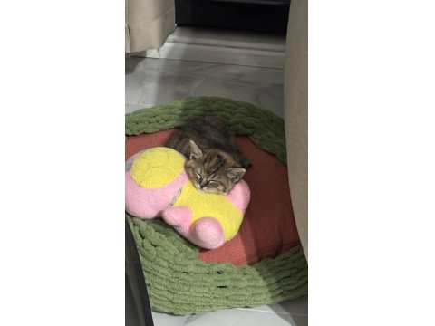 2 Aylık Yavru Kedimiz