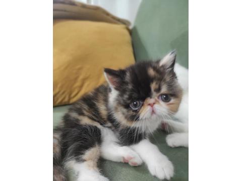 Yeni Yuvasını Arıyor Kedimiz