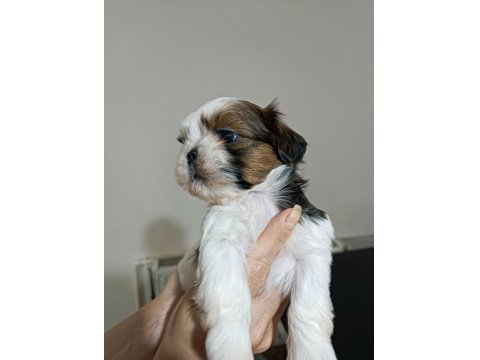 Irk Garantili Sevimli Shih Tzu Yavrular