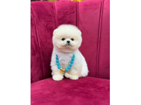 Safkan Pomeranian Yavru Köpekler
