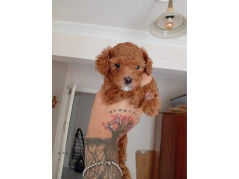 Safkan Red Brown Teacup Poodle
