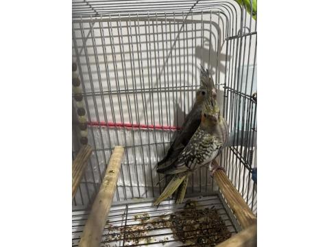 3 Adet İki Aylık Yavru Sultan Papağanlar