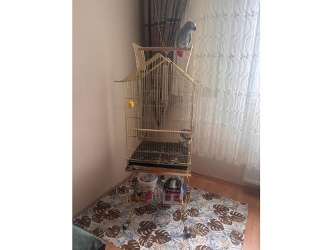 Jako Papağanı Kafesi İle Beraber