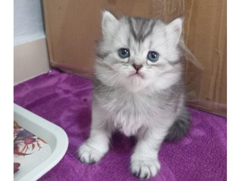Muhteşem British Shorthair Kediler