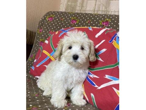 Maltipoo Yavruları