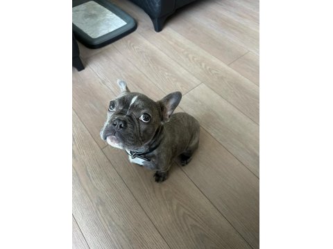 4.5 Aylık French Bulldog Blue Aşılı Karneli