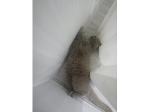 British Shorthair Patimize Ömürlük Yuva Arıyoruz
