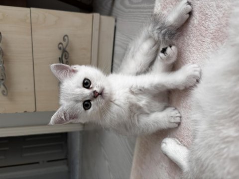 Dünya Güzeli Sağlıklı British Shorthair Bebekler