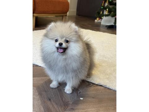 Üst Düzey Erkek Pomeranian Boo