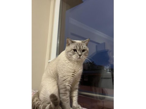 British Oyuncu Erkek Kedi