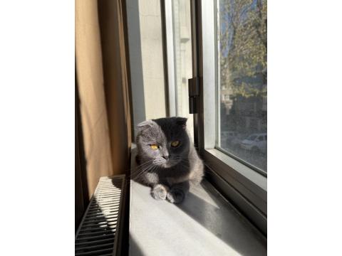 Scottish Fold Kedimiz Ücretsiz
