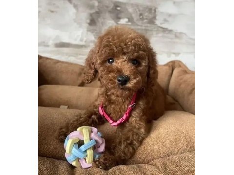 Irk Ve Sağlık Garantili Poodle Bebekler
