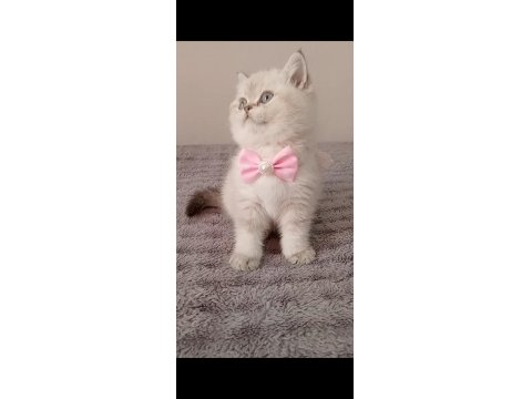 Mavi Gözlü Blue Point British Shorthair Yavrular
