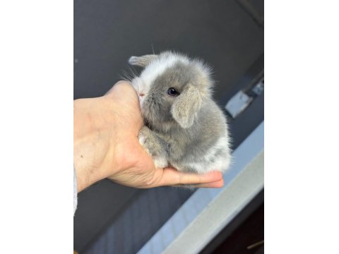 Safkan Evcil Yavru Tavşanlar Her İle Gönderim Var