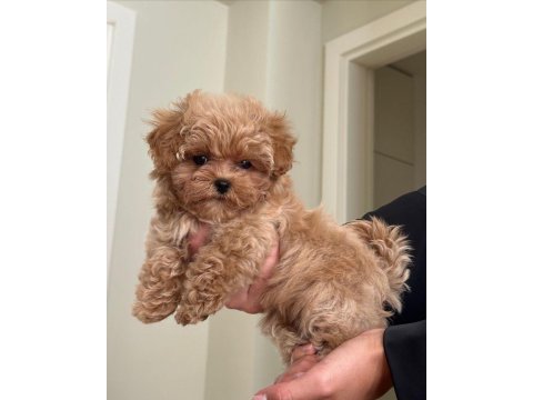 Büyümeyen Maltipoo Bebekler