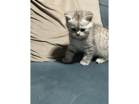 40 Günlük British Shorthair Bebişlerimiz Yeni Yuvalarını Arıyor