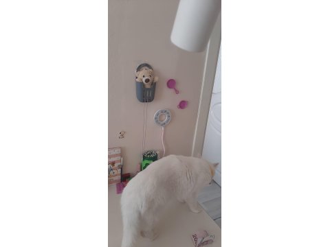 Kartopu Kedim Ücretsiz