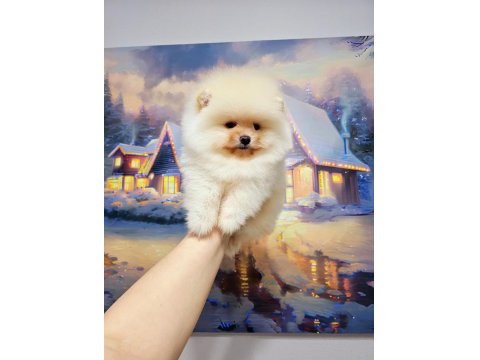 Pomeranian Boo Erkek Yavrum 2.5 Aylık