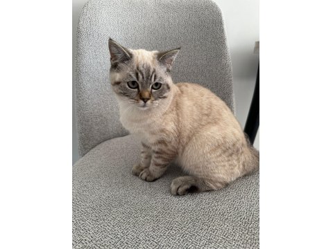 British Shorthair Ns24 Silver Tabby