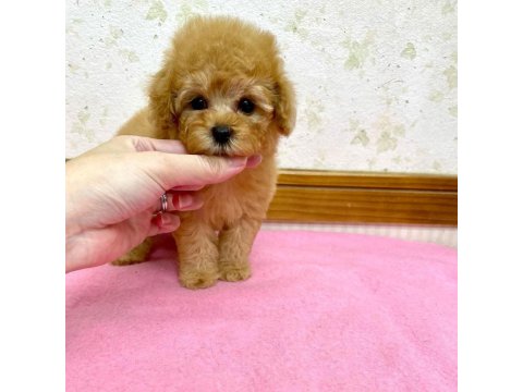 F2 Maltipoo Yavruları