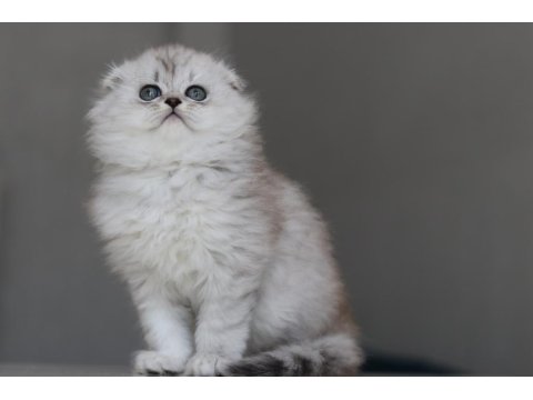 Full Şecereli Babadan Teslime Hazır Erkek British Longhair