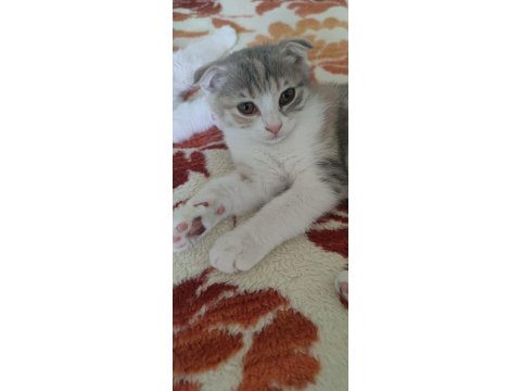 Scottish Fold Kedimiz Sahibini Arıyor