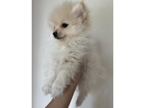 Pomeranian Spitz Yavrular