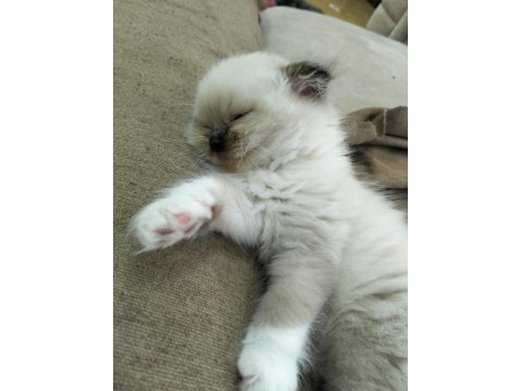 Erkek Uzun Tüy Mavi Göz British Kedimiz