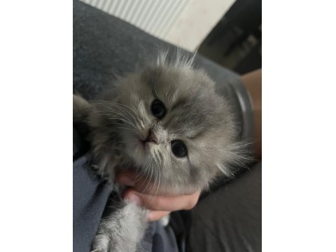 Erkek 55 Günlük Scottish Fold Yavru