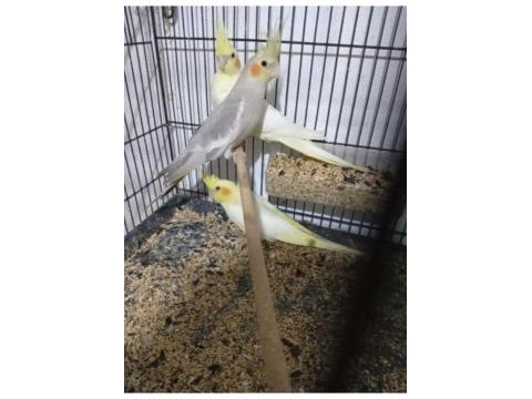 Yeni Yeme Düşmüş 40 Günlük Sultan Papağanlar Vardır