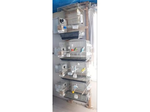 Komple Takım Muhabbet Kuşlar