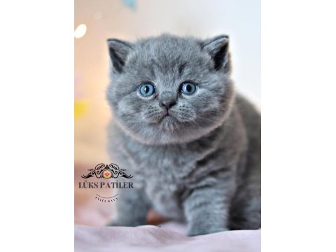 Kara Kuzum Gri British Shorthair