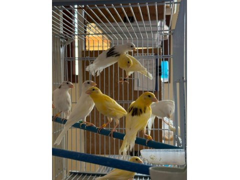 Üreticiden Halka Kanaryalar