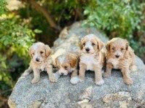 Yavru Maltipoo Köpeklerimiz Sağlık Ve Irk Garantilidir