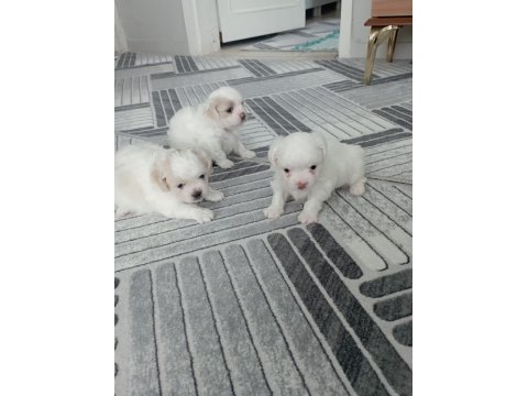 0 Numara Maltese Yavrularımız