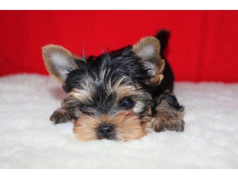 Yorkshire Terrier Yavru Köpekler