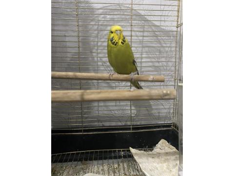 Spangel Taşıyıcı Jumbo Kırması Dişi Muhabbet Kuşu