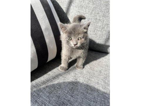 British Shorthair Bebek Kedimiz