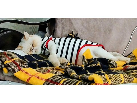 Kedimize Aile Olabilir Misiniz?