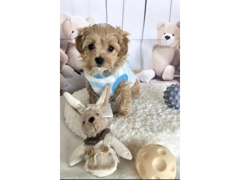 Mükemmel Maltipoo Yavrular