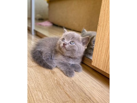 A Kalite British Shorthair Bebekler