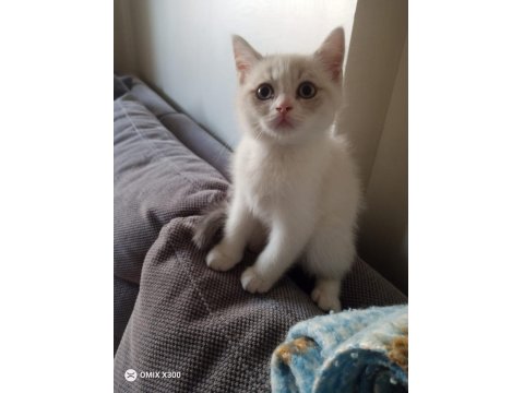 Erkek Oyuncu Kedimiz