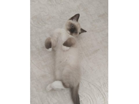 Küçük Minik Ragdoll Kalpler Ailelerini Sabırsızlıkla Bekliyor
