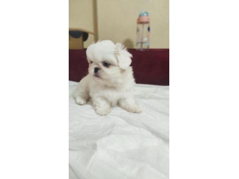 2 Aylık Pekingese Yavrular