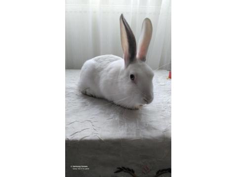 Ücretsiz Evcil Tavşan